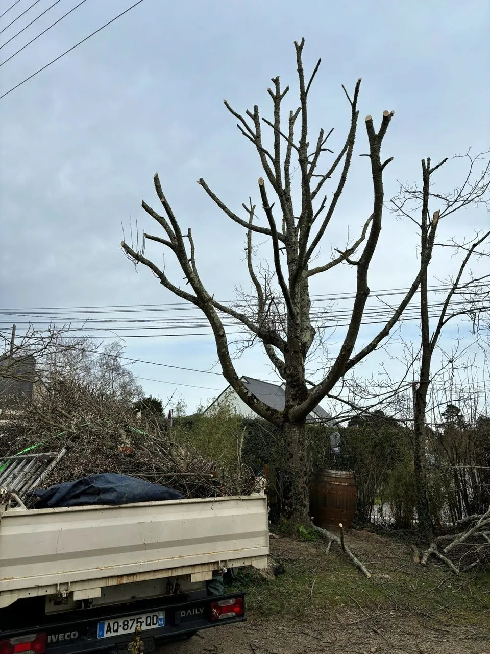 Élagage complet de l’arbre à Couëron