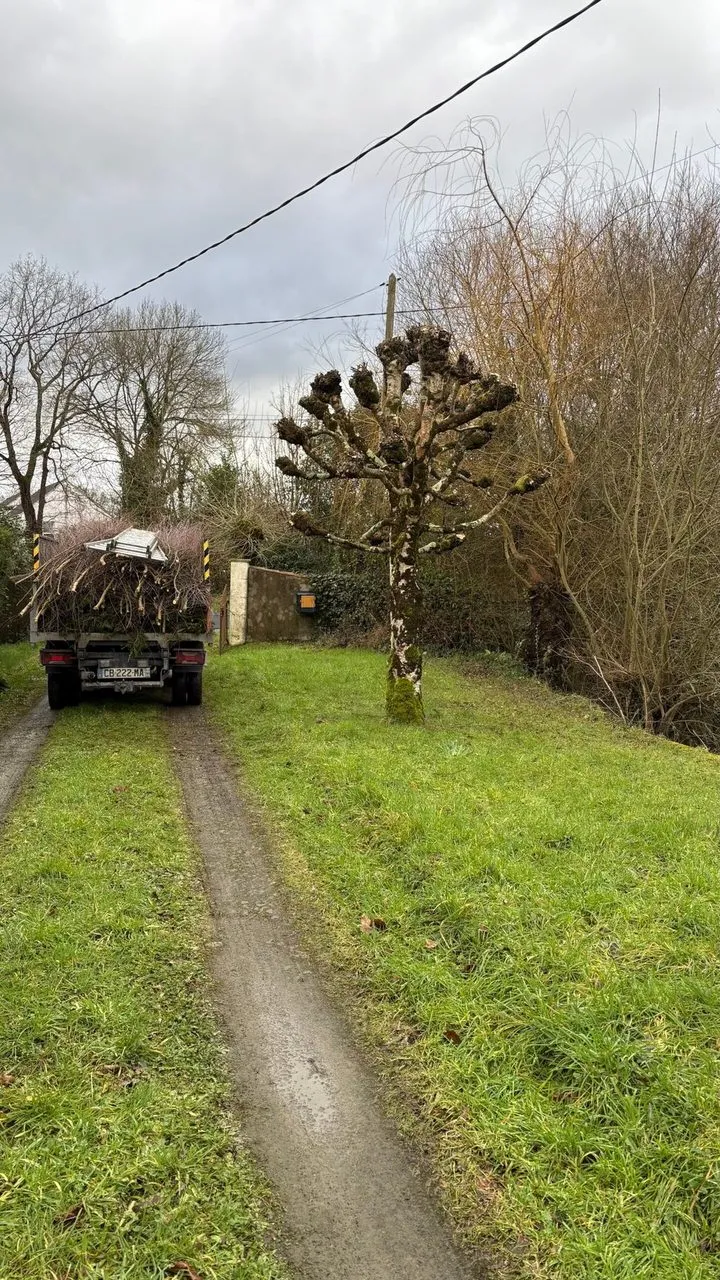 Élagage darbre pour une remise en forme à Couëron