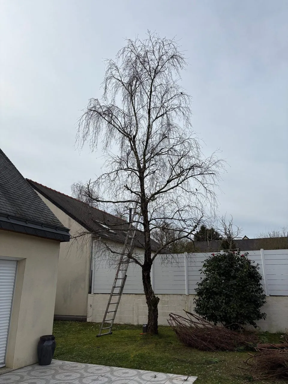 Etetage du bouleau pour diminution de la hauteur à Sautron