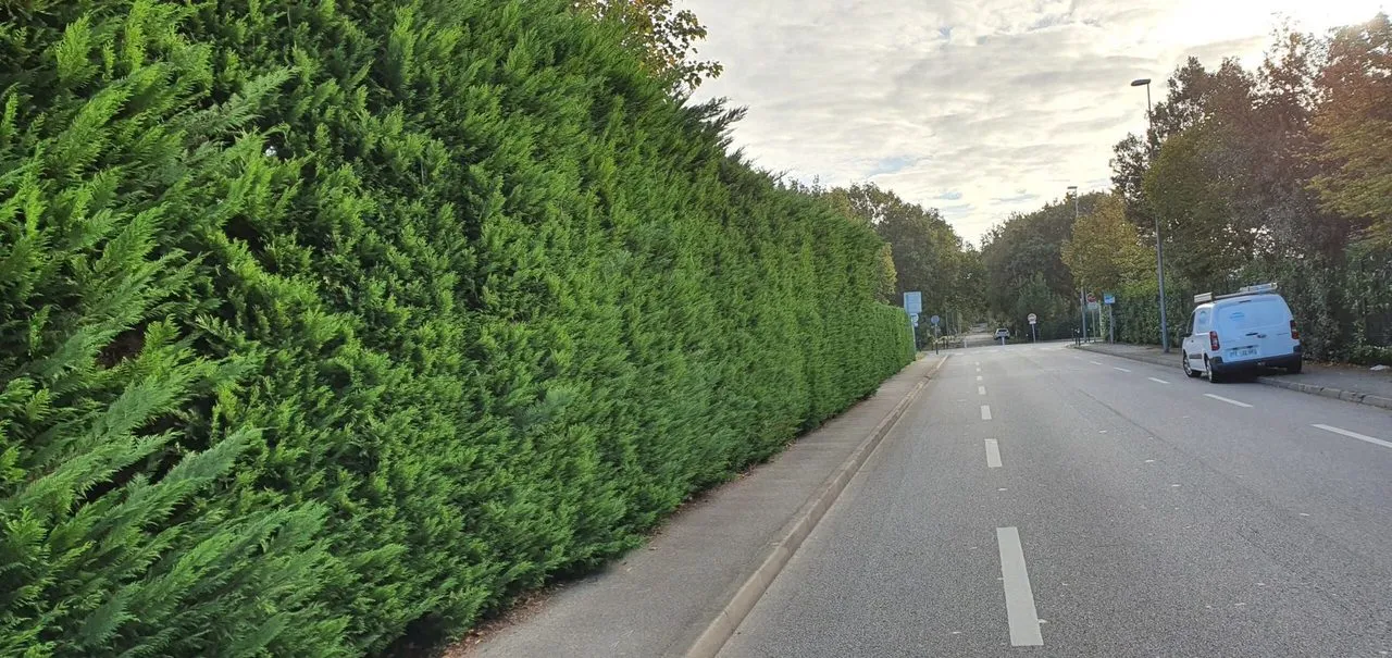 Taille de haie à Saint-Herblain